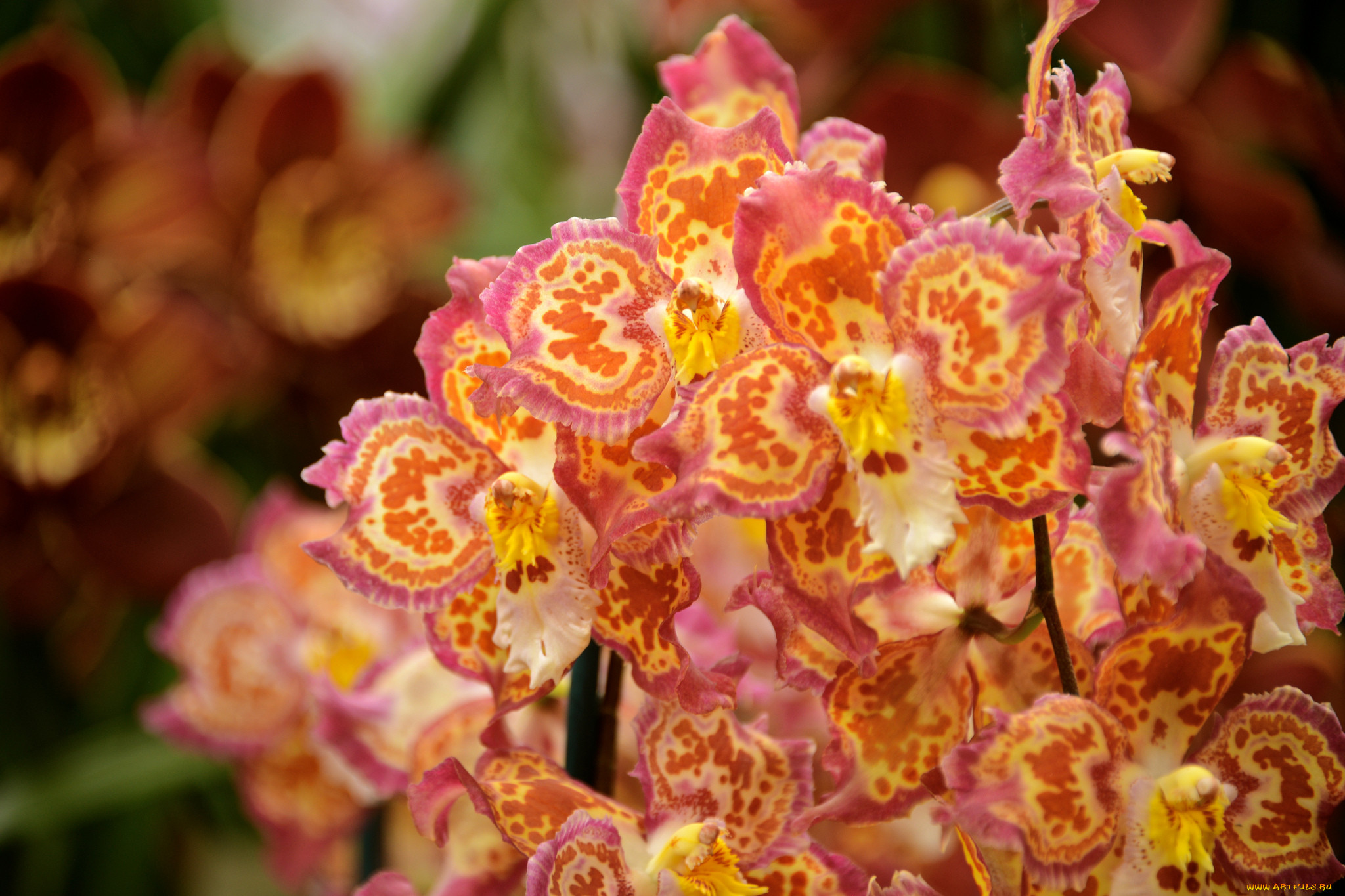 , , flowering, orchids, flowers, 